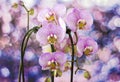 Beautiful pink orchid  - phalaenopsis Royalty Free Stock Photo