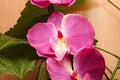 Beautiful Pink orchid - phalaenopsis Royalty Free Stock Photo