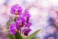 Beautiful pink orchid - phalaenopsis Royalty Free Stock Photo