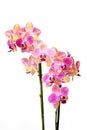 Beautiful pink orchid  - phalaenopsis Royalty Free Stock Photo