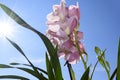 Pink orchid a spring  flowers close up in a sunshine Royalty Free Stock Photo