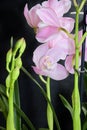 Pink orchid a spring  flowers close up in my room Royalty Free Stock Photo