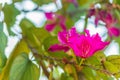 Beautiful pink orchid tree flower (Phanera purpurea) with green leaves background. Phanera purpurea, also khown as orchid tree, pu Royalty Free Stock Photo