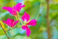 Beautiful pink orchid tree flower (Phanera purpurea) with green leaves background. Phanera purpurea, also khown as orchid tree, pu