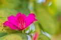 Beautiful pink orchid tree flower (Phanera purpurea) with green leaves background. Phanera purpurea, also khown as orchid tree, pu Royalty Free Stock Photo