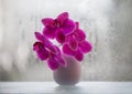 Beautiful pink Orchid in a vase on the background of the window close-up. Orchid flower. Exotic pink flower with bokeh from rain Royalty Free Stock Photo