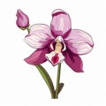 Beautiful Pink Orchid Vector Illustration With Bold Linework