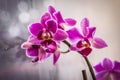 Beautiful pink orchid in window with soft smooth background.