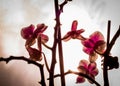 Beautiful pink orchid in window with soft smooth background