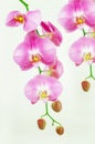 Beautiful Pink Orchids