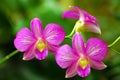 Beautiful Pink Orchids Royalty Free Stock Photo