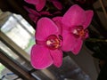 Beautiful pink orchids blossom Royalty Free Stock Photo