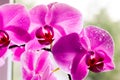 Beautiful pink orchids on a delicate background. Purple-pink Phalaenopsis Orchid with water droplets on the petals Royalty Free Stock Photo