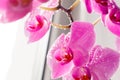 Beautiful pink orchids on a delicate background. Purple-pink Phalaenopsis Orchid with water droplets on the petals, close-up Royalty Free Stock Photo