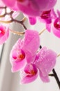 Beautiful pink orchids on a delicate background. Purple-pink Phalaenopsis Orchid with water droplets on the petals, close-up Royalty Free Stock Photo