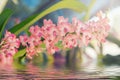 Beautiful pink orchids flower tree with water reflection.