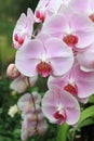 Beautiful pink orchids Royalty Free Stock Photo