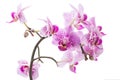 Beautiful pink orchids isolated on white background Royalty Free Stock Photo
