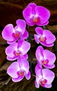 Beautiful pink orchids Royalty Free Stock Photo