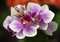 Beautiful pink orchids Royalty Free Stock Photo