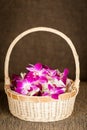 The beautiful pink orchids in the wicker bastket Royalty Free Stock Photo