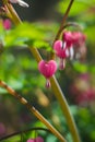 Beautiful pink pacific bleeding heart flowers gleaming under the sunrays