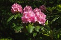 Beautiful pink Pacific rhododendron flowers on sunny spring day