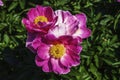 Beautiful Pink Paeonia Flowers Blooming in Garden