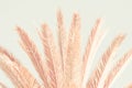 Beautiful pink palm leaves f on pastel grey blue sky. Trendy colors. Toned. Minimalist style. Creative image poster