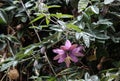 Beautiful pink passion fruit flower with dark green leaves