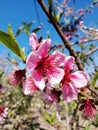 Beautiful pink peach tree blossoms on a branch in spring season Royalty Free Stock Photo