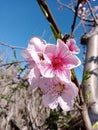 Beautiful pink peach tree blossoms close up on a branch in spring season Royalty Free Stock Photo