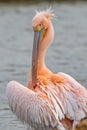 Beautiful pink pelican birds in Kerkini Lake in northern Greece