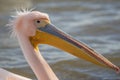 Beautiful pink pelican birds  in Kerkini Lake in northern Greece Royalty Free Stock Photo