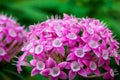 Beautiful pink pentas flowers in bloom against a bokeh background