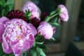 Beautiful pink peonie Royalty Free Stock Photo