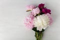 Beautiful pink Peonie flower on light background Royalty Free Stock Photo