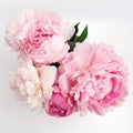 Beautiful pink Peonie flower on light background Royalty Free Stock Photo