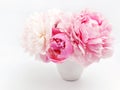 Beautiful pink Peonie flower on light background Royalty Free Stock Photo