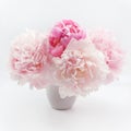 Beautiful pink Peonie flower on light background Royalty Free Stock Photo