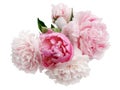 Beautiful pink Peonie flower on light background Royalty Free Stock Photo