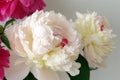 Beautiful pink Peonie flower on light background Royalty Free Stock Photo