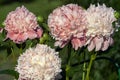 Beautiful pink Peonie flowers in a garden against countryside background