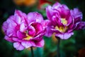 Beautiful Pink Peonies, Paeonia officinalis, on a dark blurred background. Macro and closeup photo Royalty Free Stock Photo