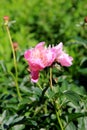 Beautiful pink peonies in Summertime garden