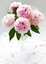 Beautiful pink peony