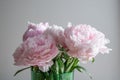 Beautiful pink peony background in vintage style. Beautiful flowers, peonies. Royalty Free Stock Photo