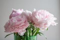 Beautiful pink peony background in vintage style. Beautiful flowers, peonies. Royalty Free Stock Photo