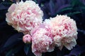 Beautiful pink peony background in vintage style. Beautiful flowers, peonies. A bouquet of pink pawns background. Lush petals of