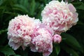 Beautiful pink peony background in vintage style. Beautiful flowers, peonies. A bouquet of pink pawns background. Lush petals of